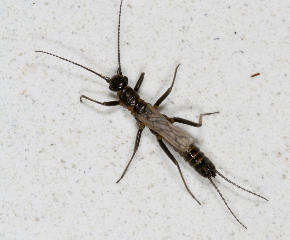 Короткохвостая Веснянка Allocapnia pygmaea