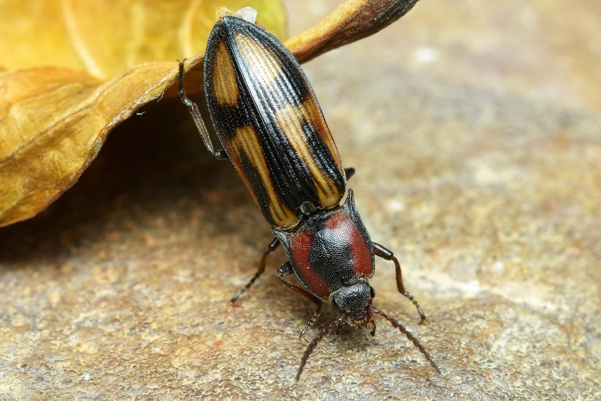 Selatosomus cruciatus