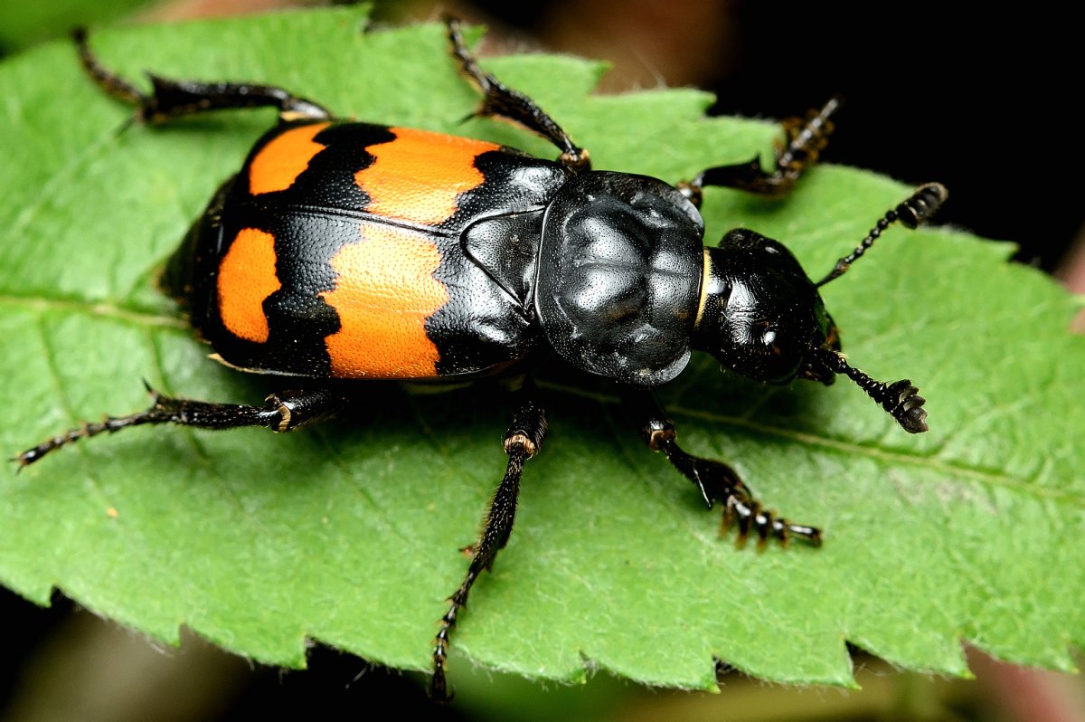 Имаго саранчи