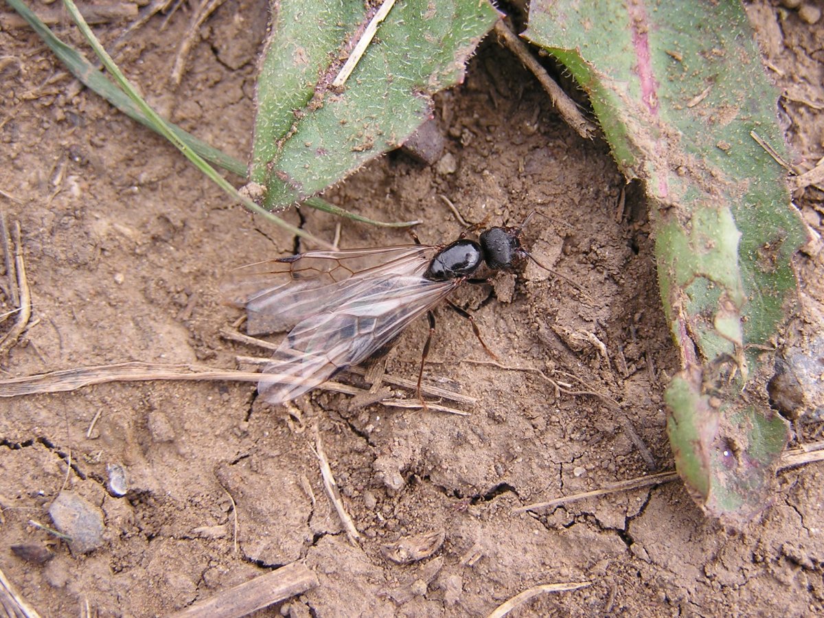 Насекомые которые жалят