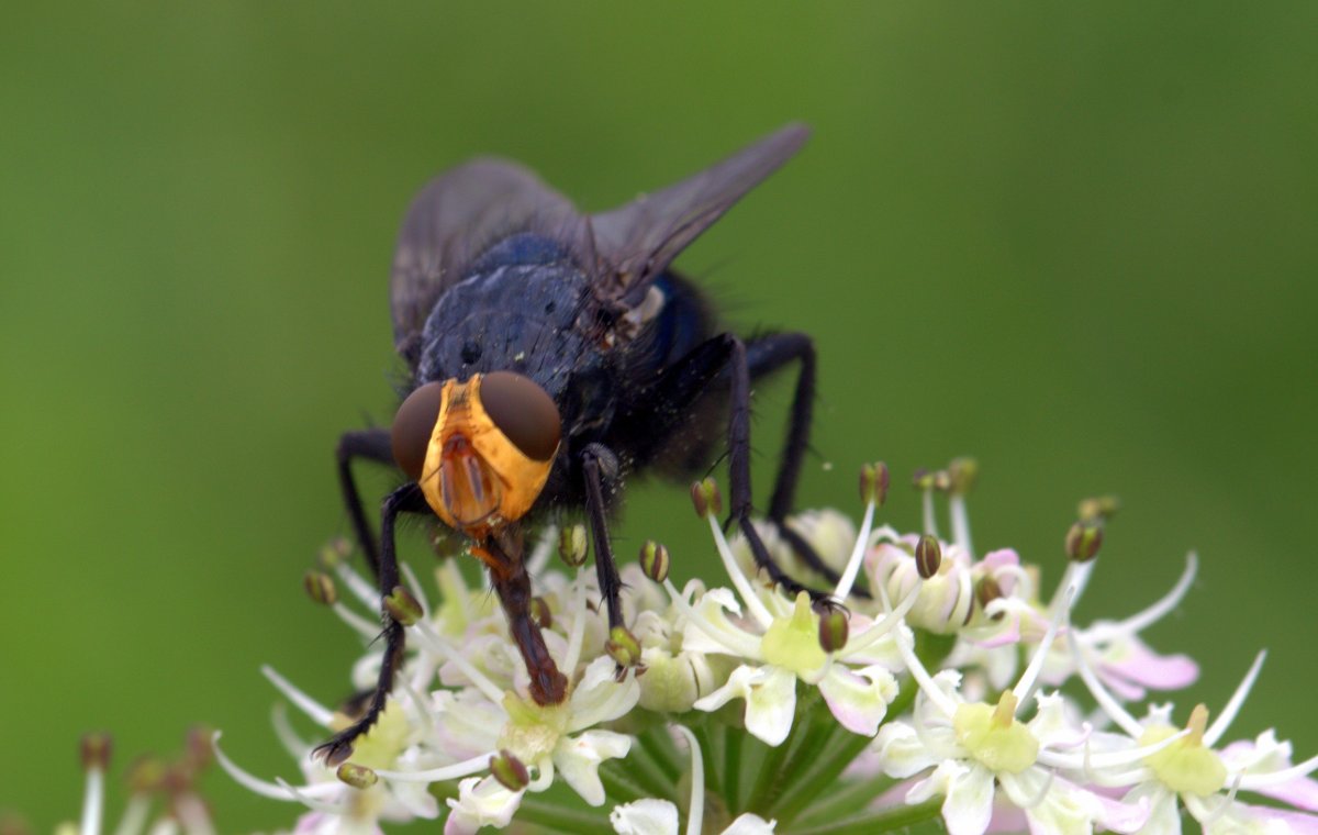 Земляной богомол (Geomantis Larvoides)