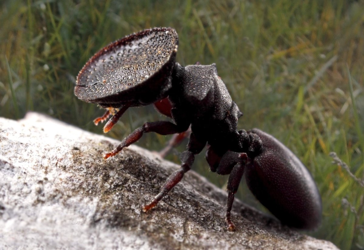 Муравей кефалот древесный