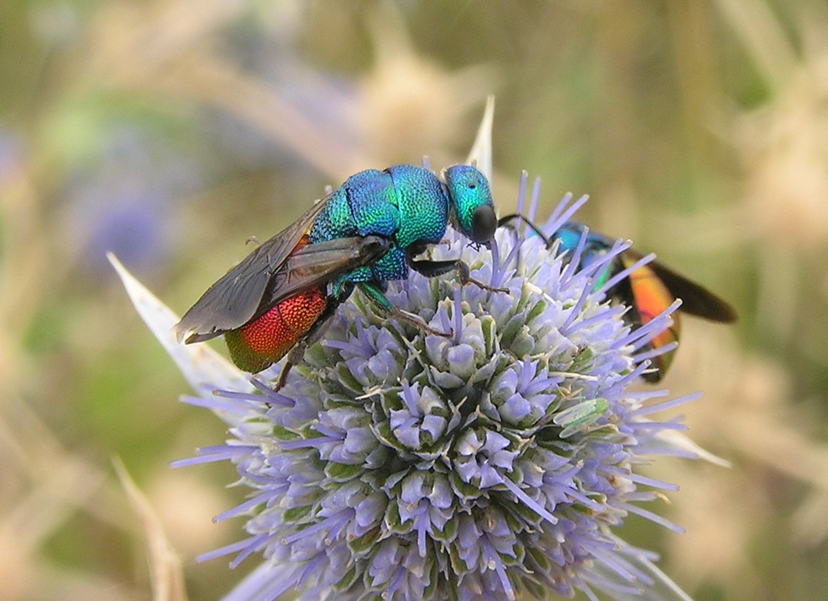 Блестянка зеленая