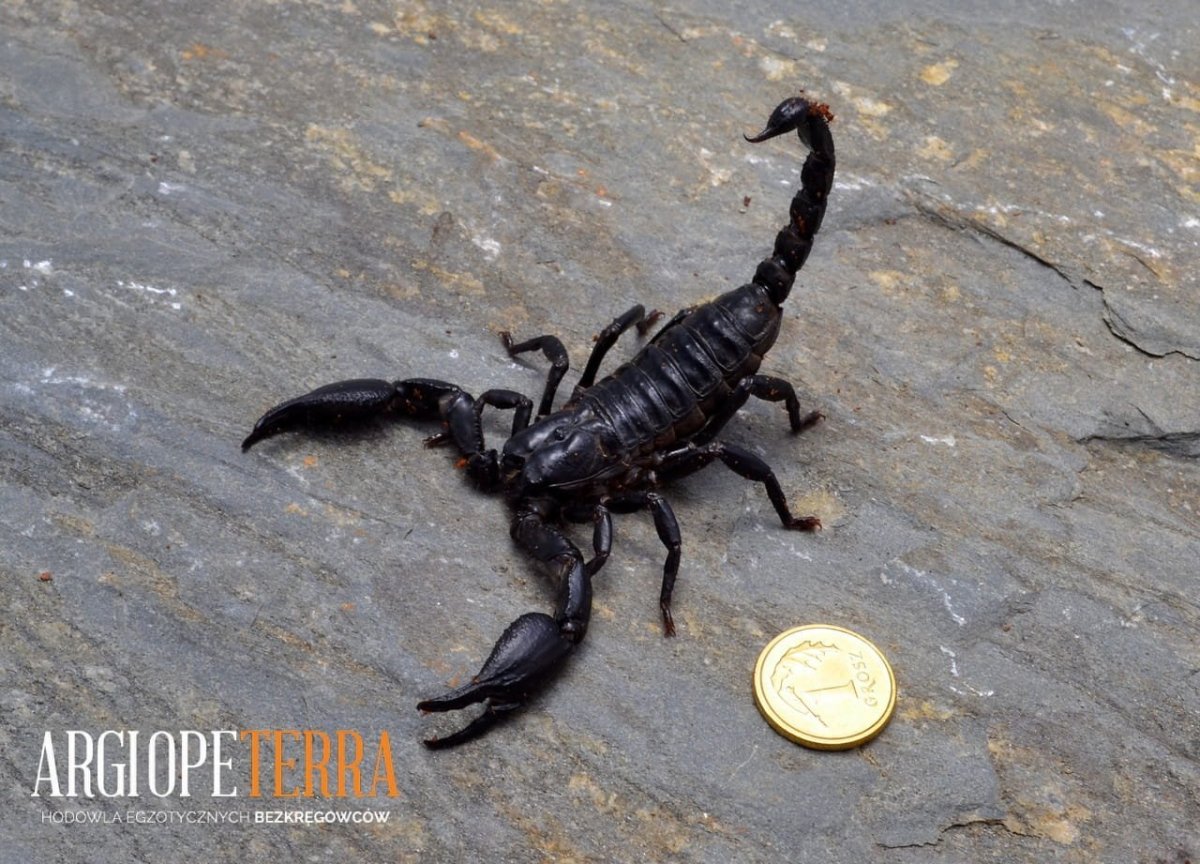 Аризонский древесный Скорпион