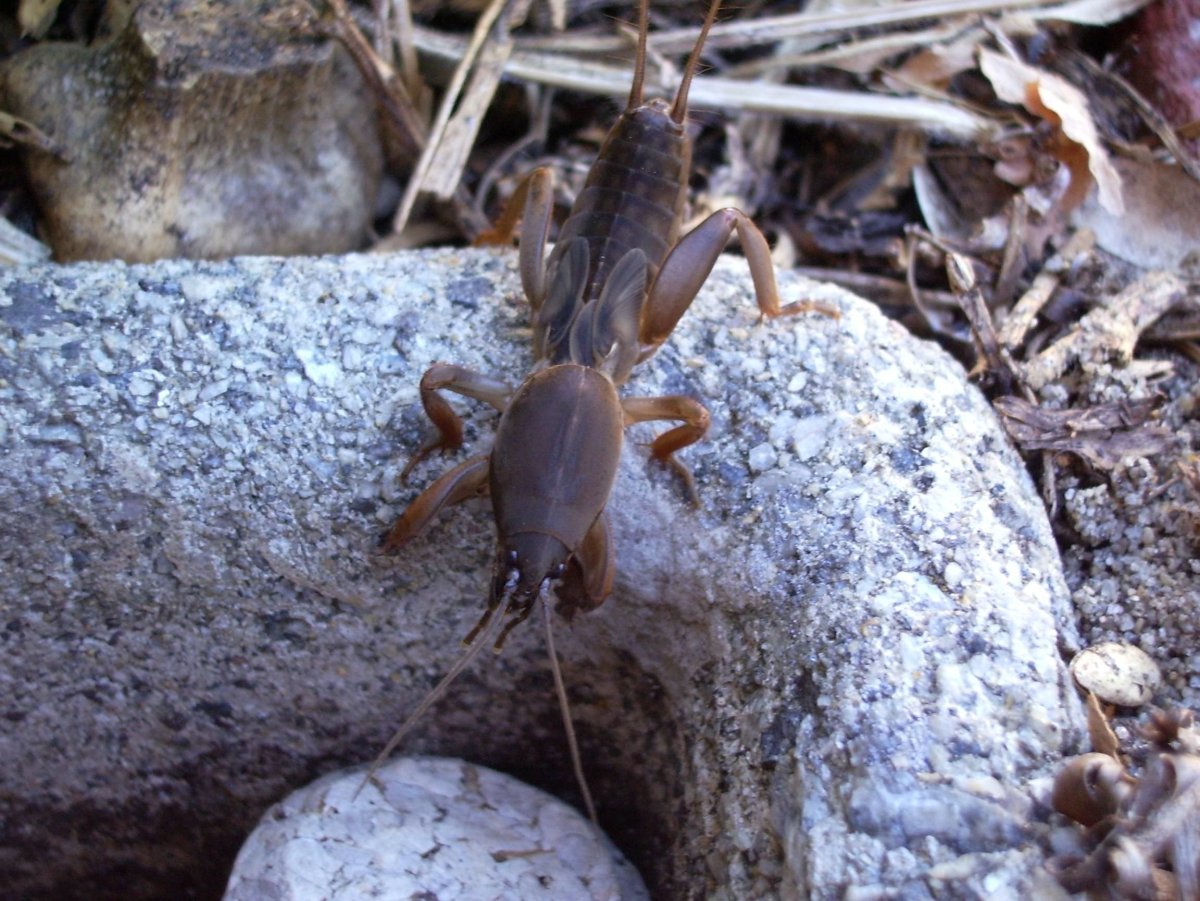 Жук Nicrophorus