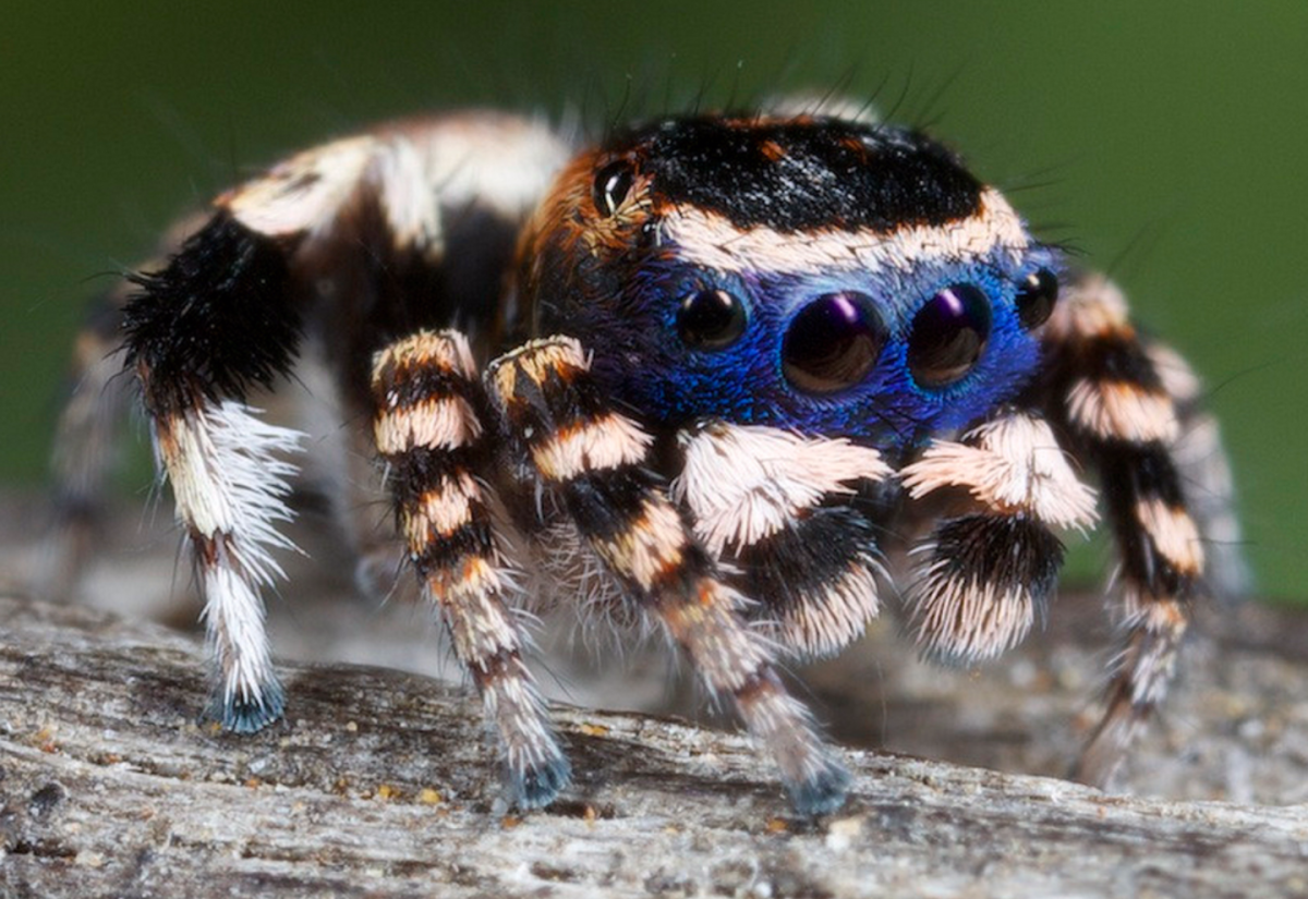 Maratus personatus паук