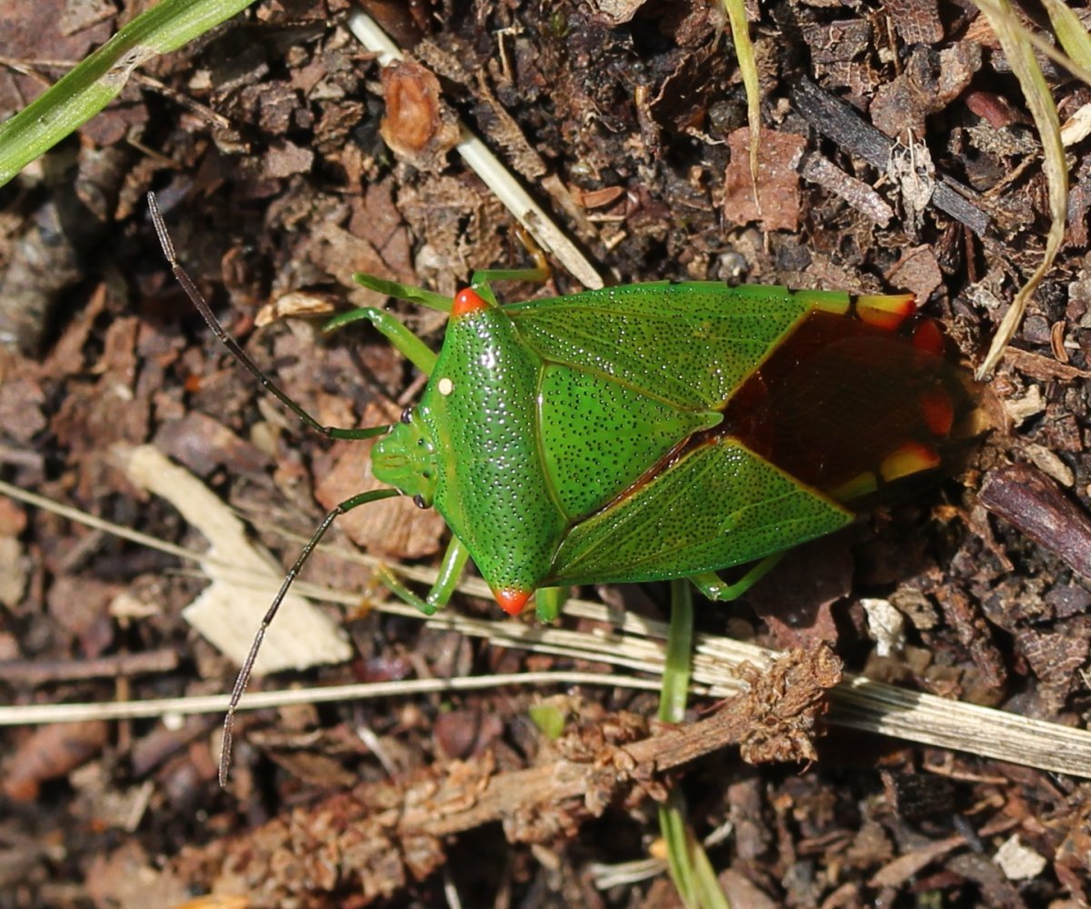 Оса аммофила Нора