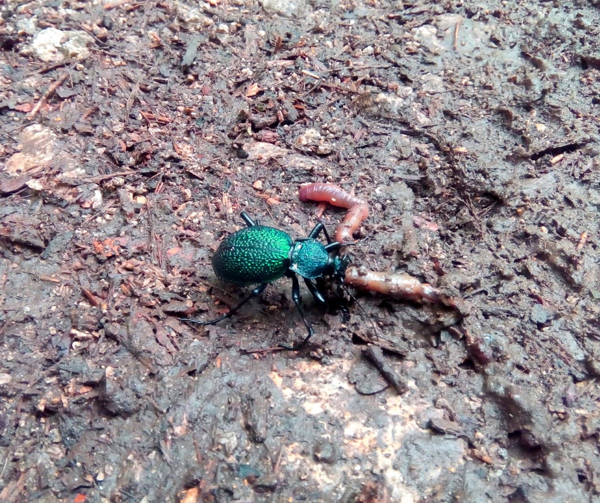 Жужелица Кавказская