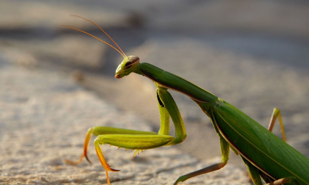 Насекомые Забайкалья