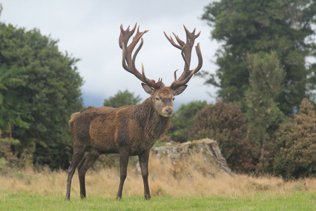 Крымский благородный олень