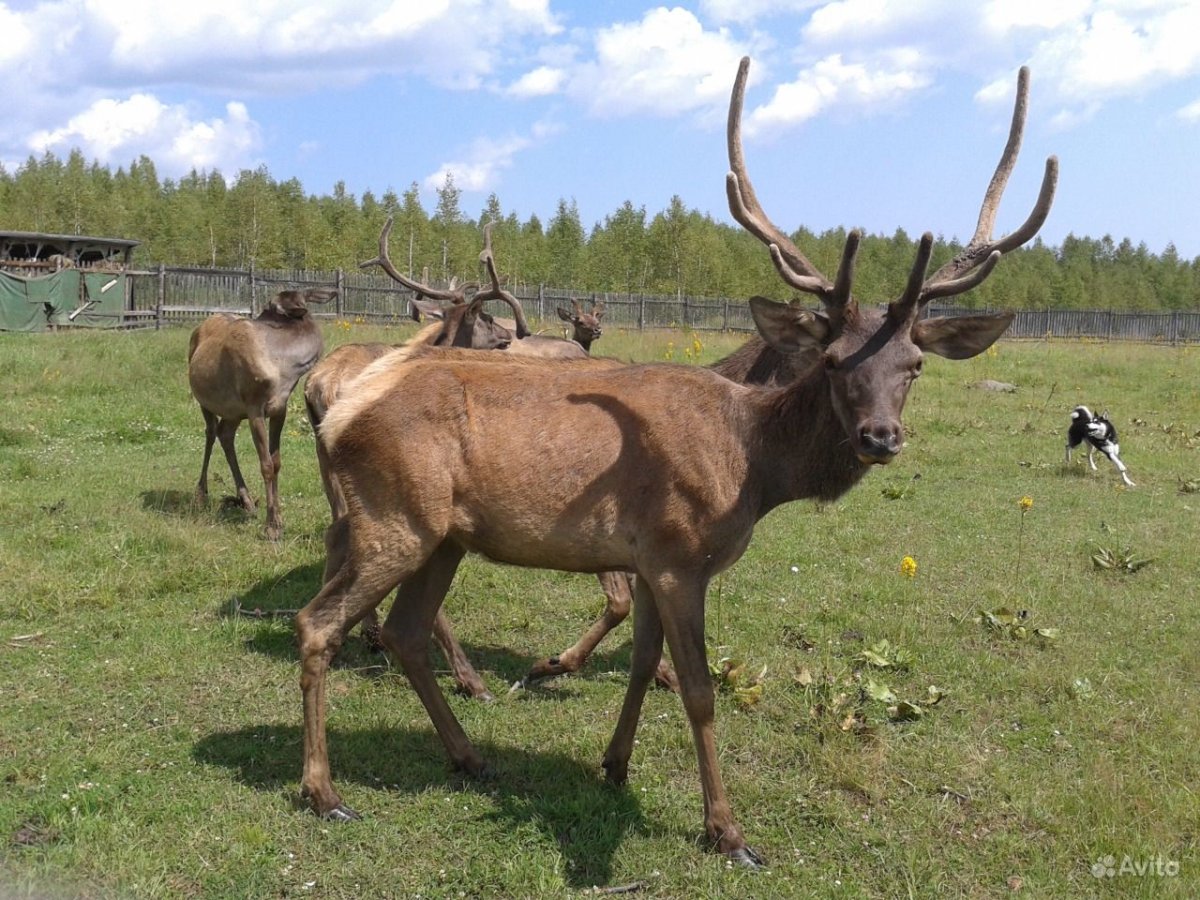 Племенные маралы