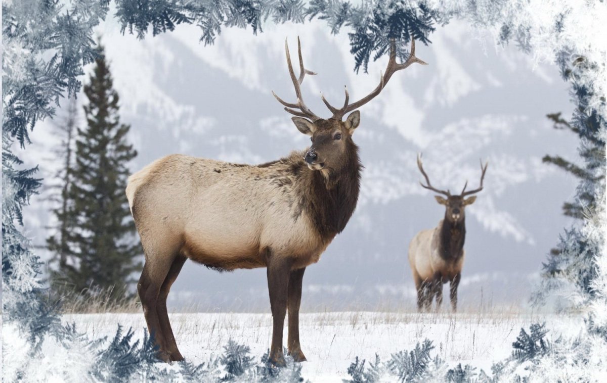 Благородный олень изюбрь
