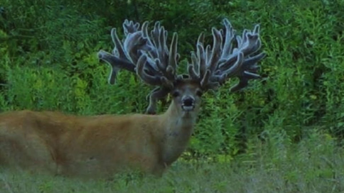 Сбрасывание Рогов у оленей