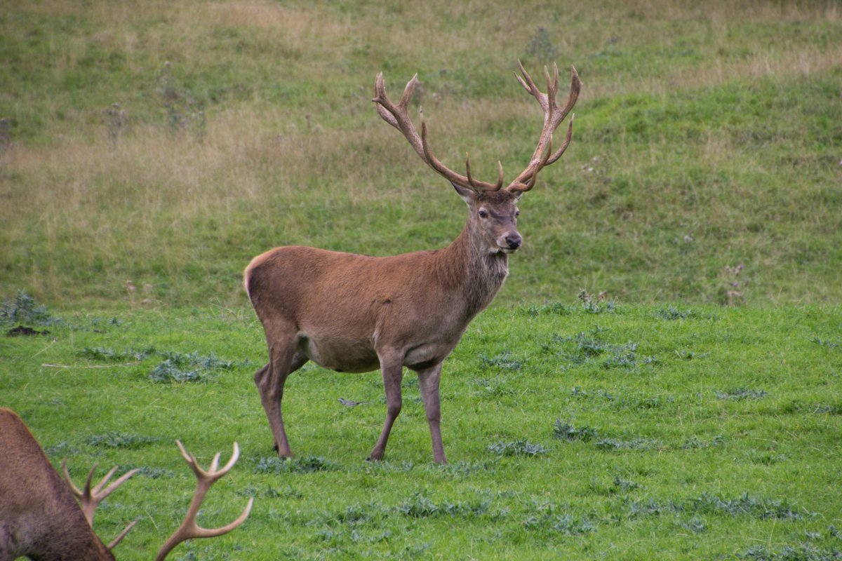 Кавказский благородный олень