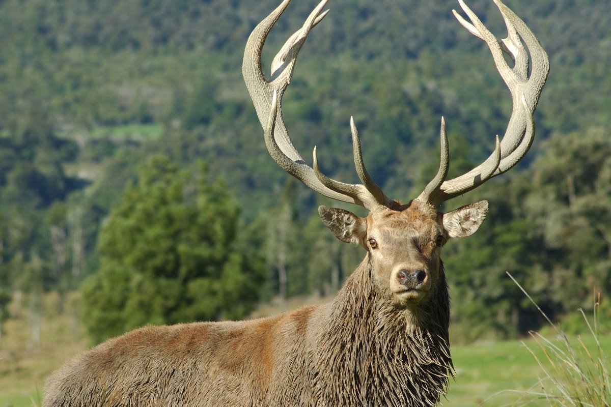 Большой взрослый олень с рогами