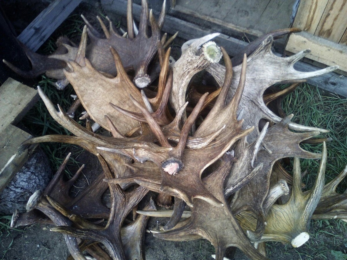 Фото лося с рогами