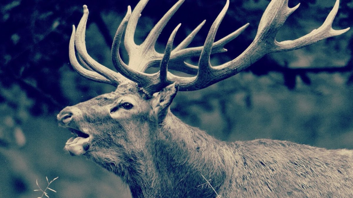 Благородный олень голова