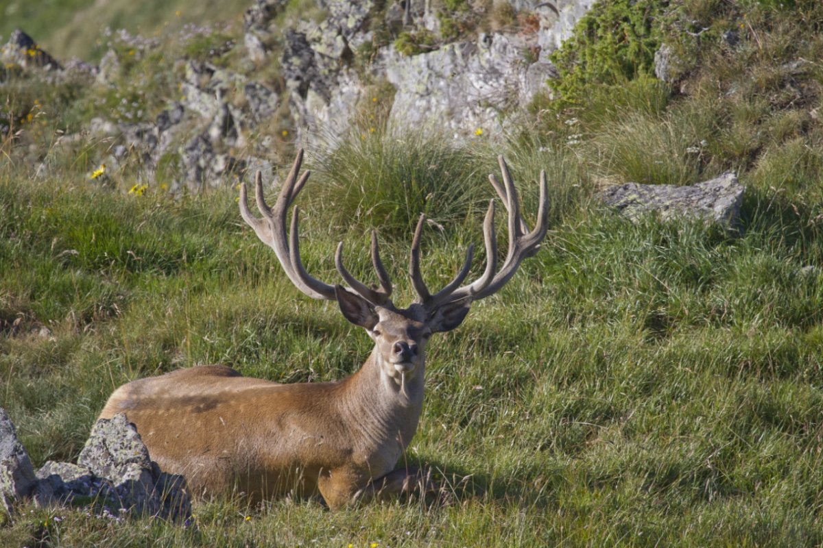 Кавказский заповедник олени