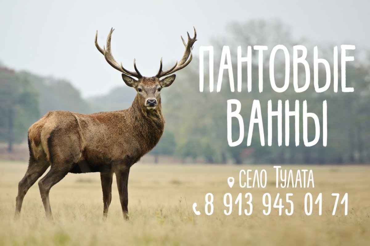 Благородный олень с пантами 5 букв сканворд