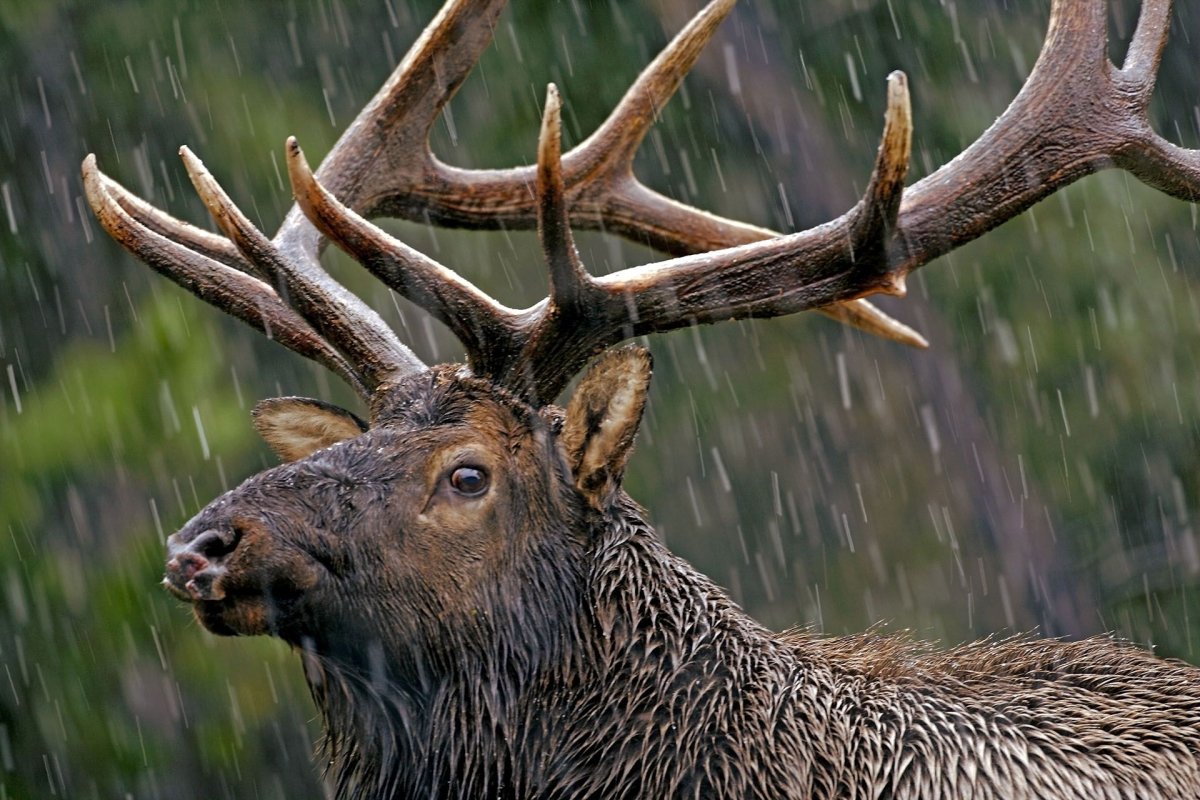 Скольких лет Марал