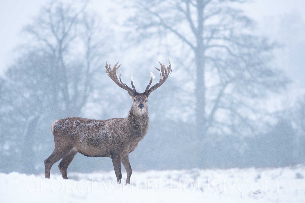 Марал зимой
