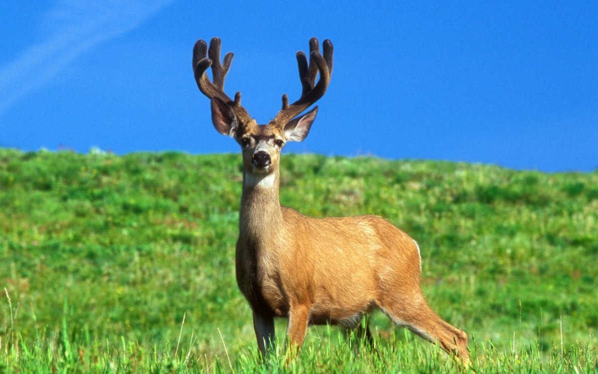 Степной олень