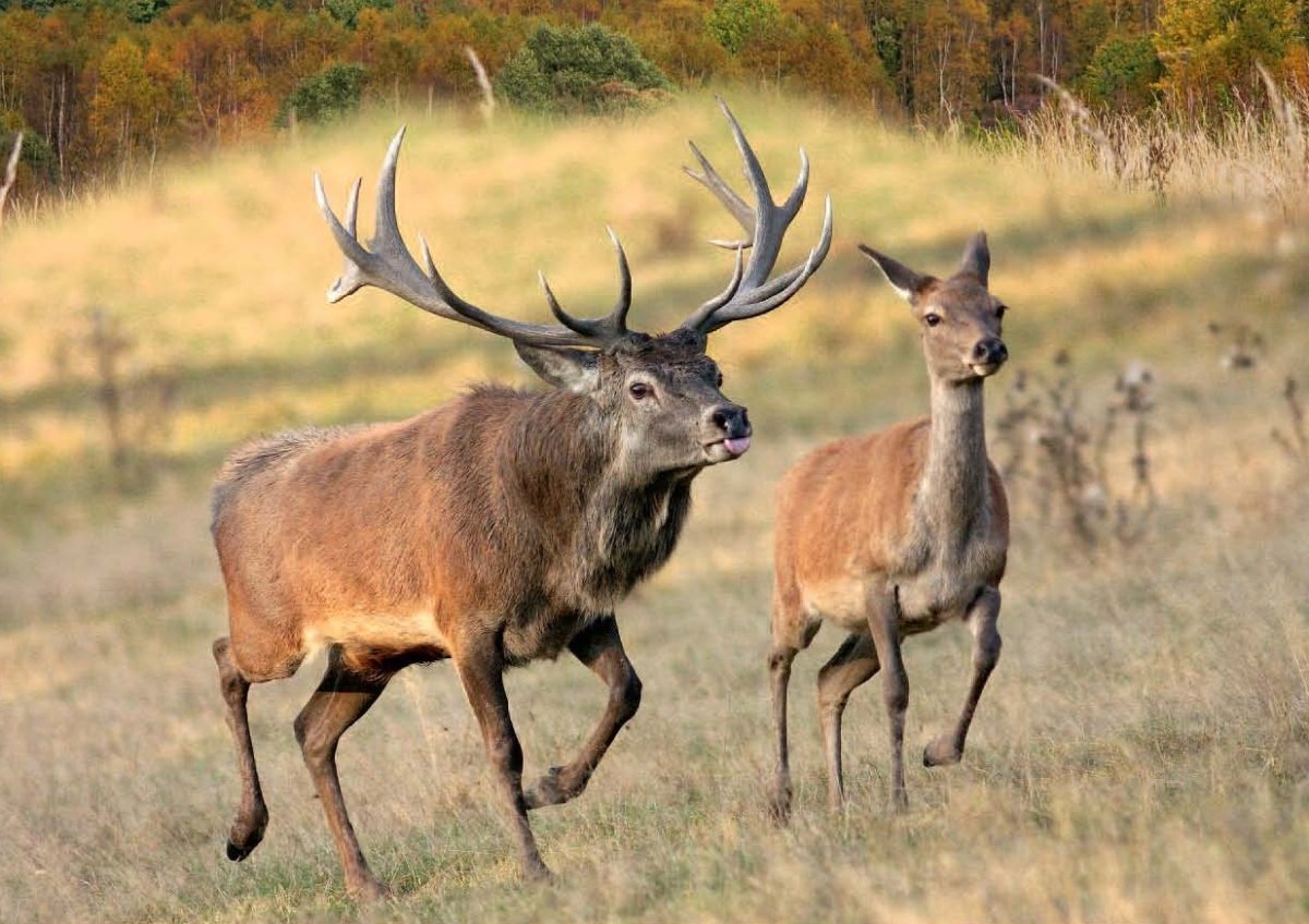 Благородный олень и олениха