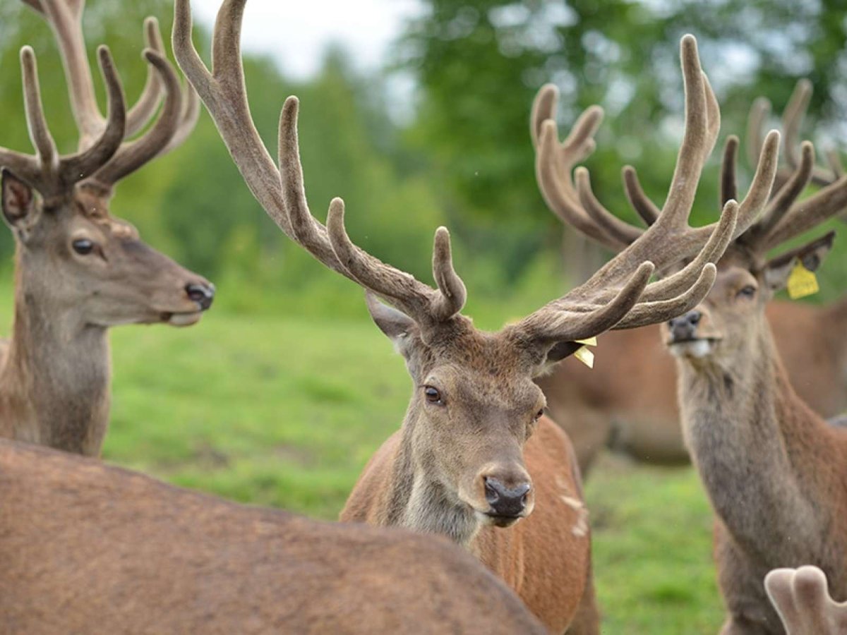 Образ жизни благородного оленя
