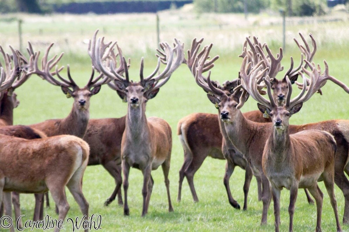 Марал Cervus elaphus