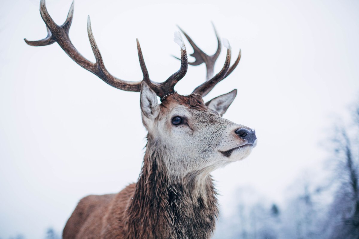 Фото марала с рогами