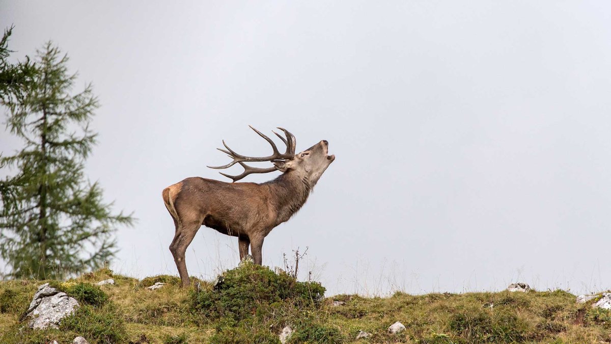 Марал сеголеток