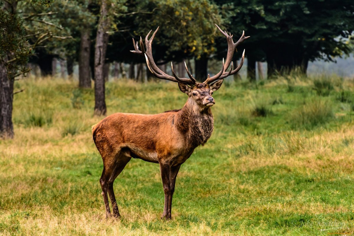 Величественный олень
