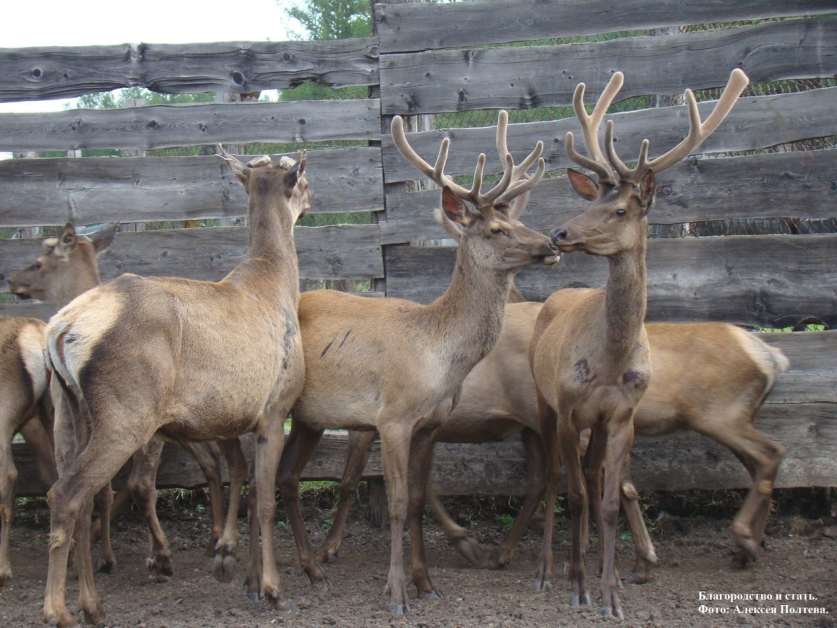 Вес марала взрослого