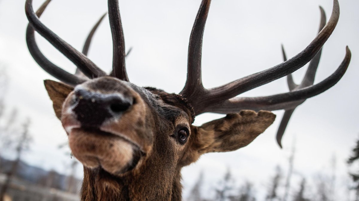 Мараловая ферма Пермь
