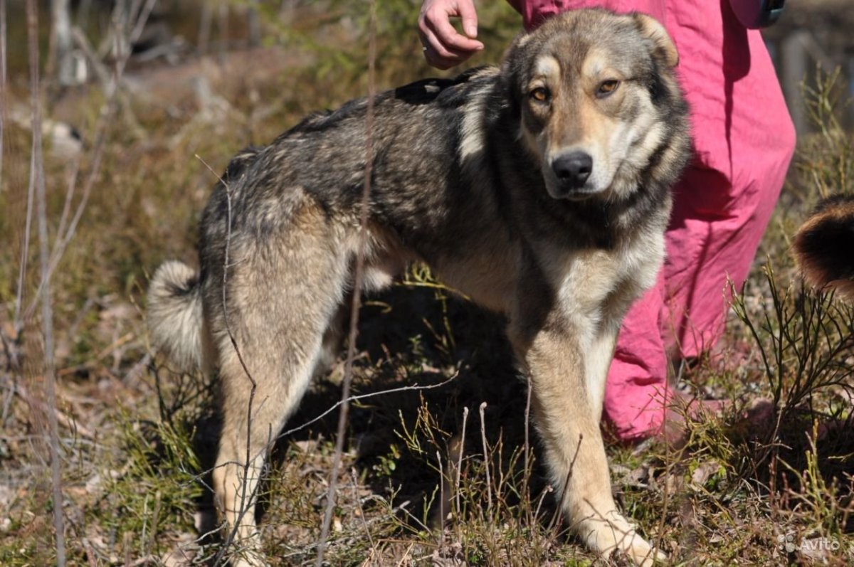 Кавказская овчарка и волкособ