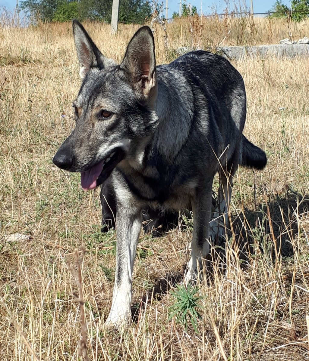 Волкособ гибрид волка