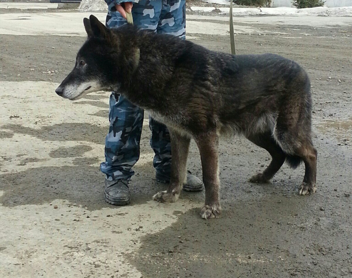 Волкособы немецкой овчарки