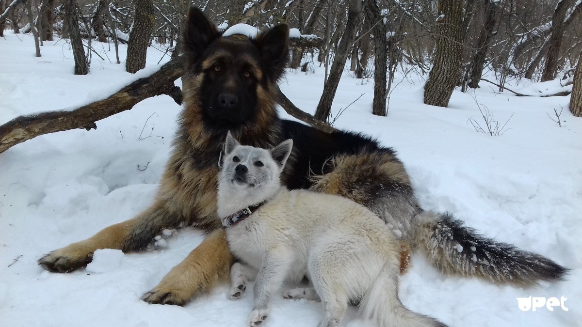 Метис овчарки и волка ф2