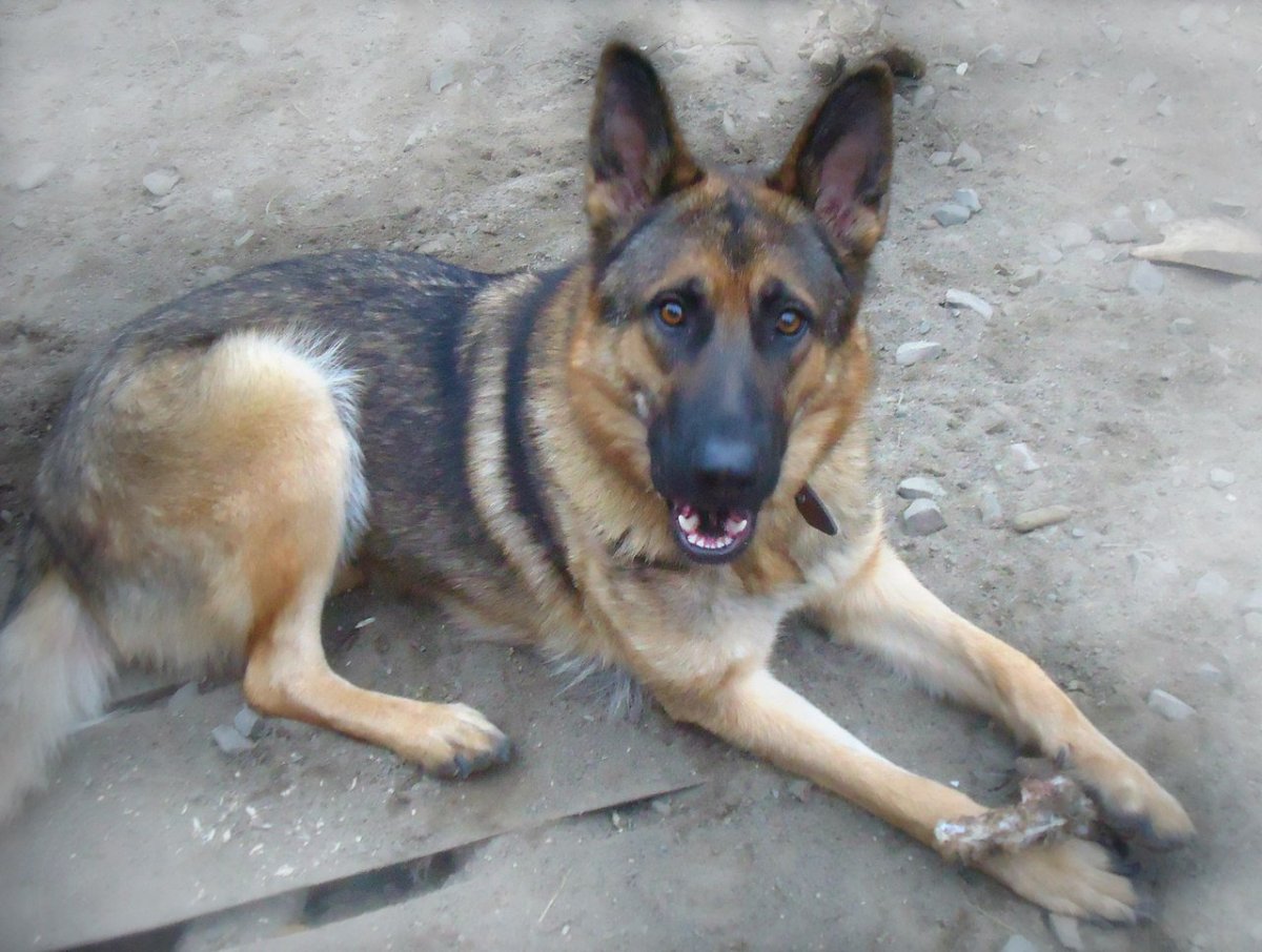 Волкособ с овчаркой