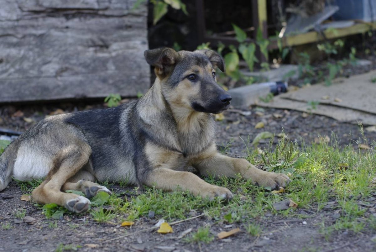 Немецкая овчарка волк хаски помесь