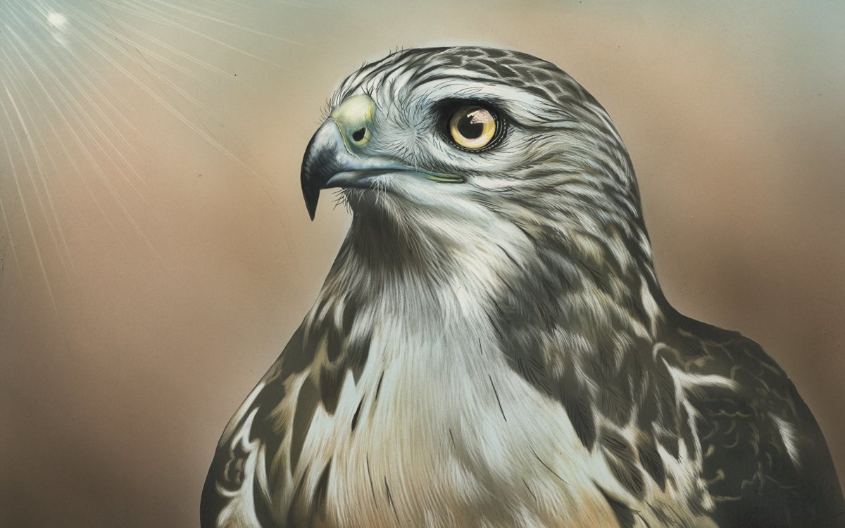 Ястреб-перепелятник