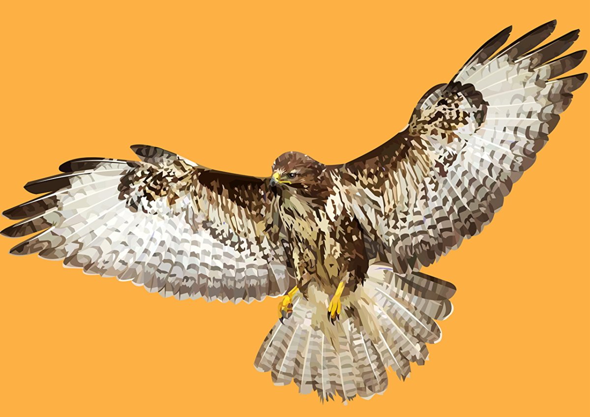 Изображение Сокола