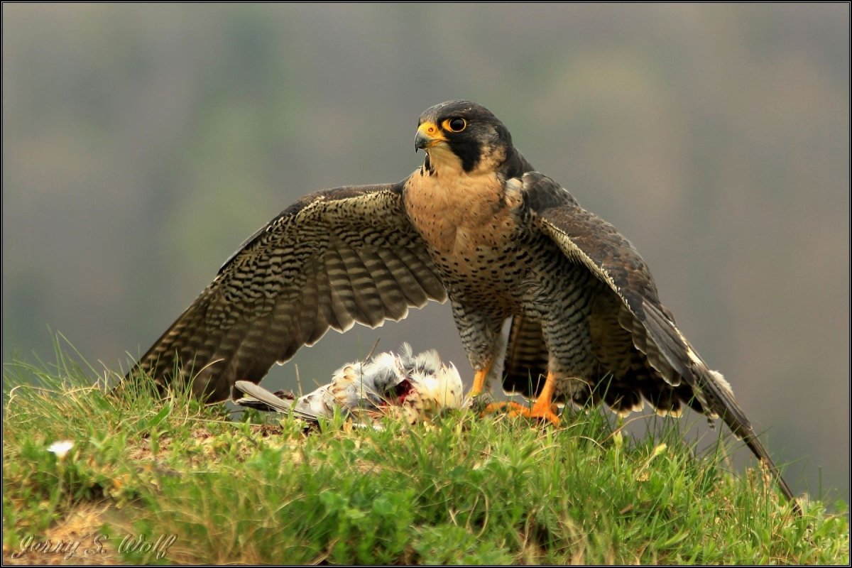 Сокол-Сапсан (Falco peregrinus)