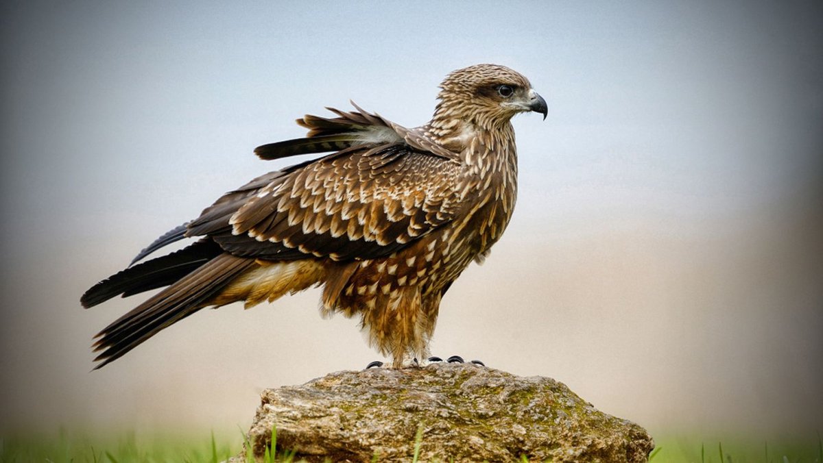 Ястреб канюк Орел Коршун