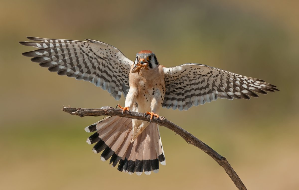 Ястреб пустельга