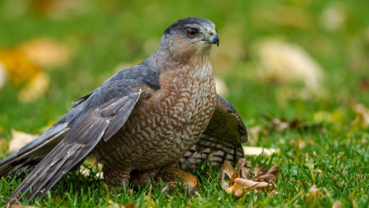 Сапсан. Балобан