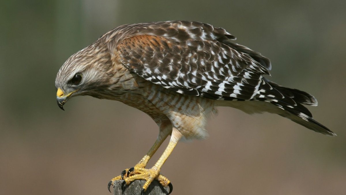 Ястреб-перепелятник