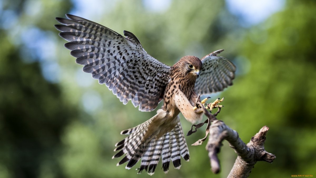 Ястреб-перепелятник в полете