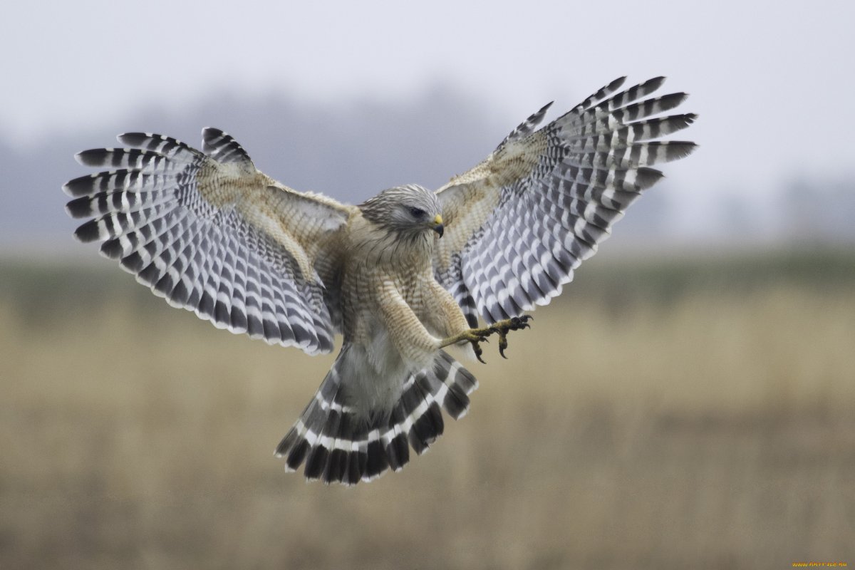 Ястреб тетеревятник Сапсан