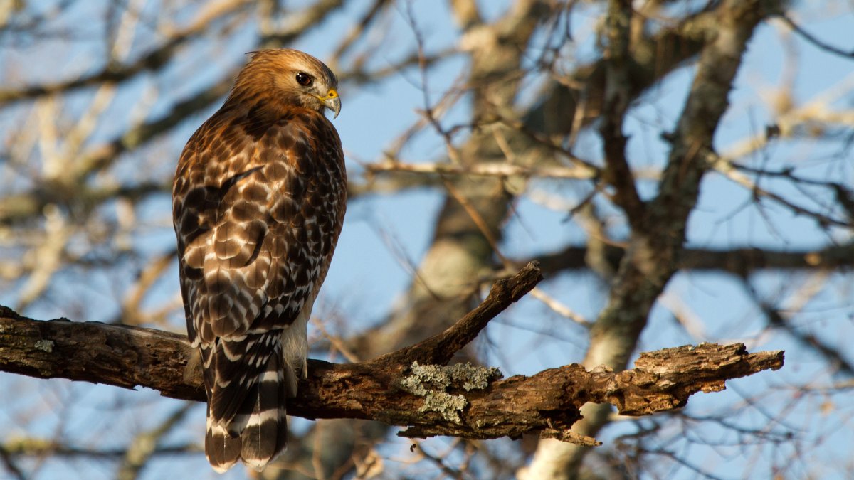 Ястреб на ветке